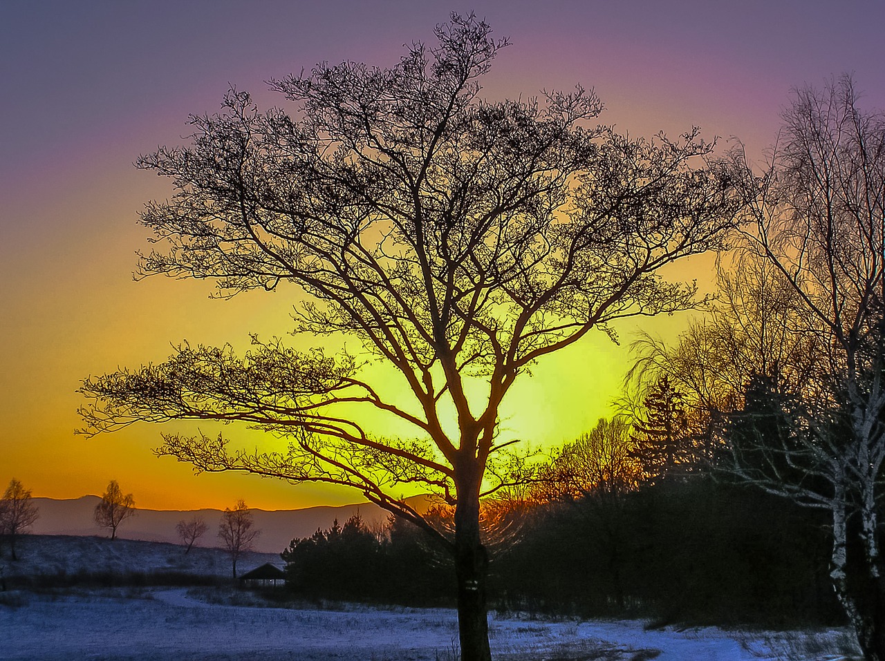 tree sunset snow free photo