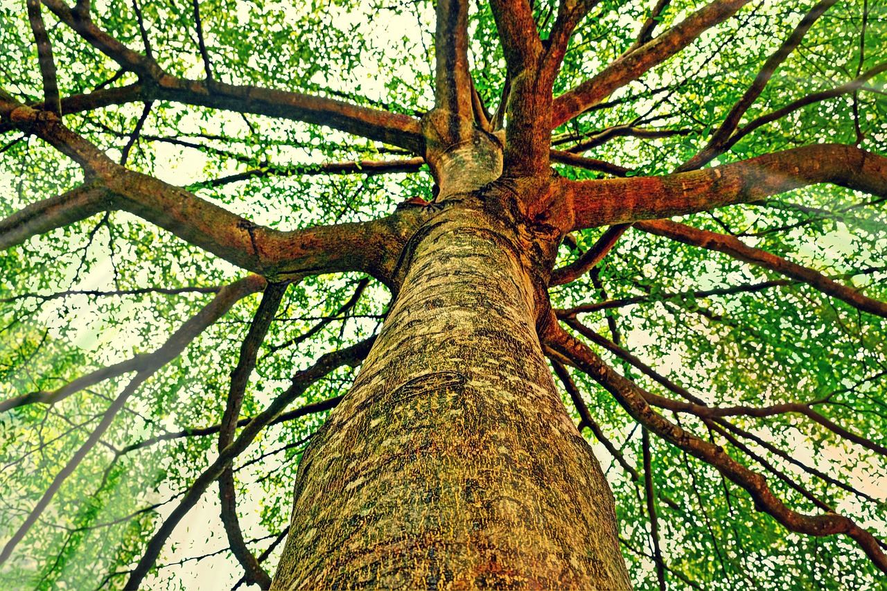 tree trunk bark free photo