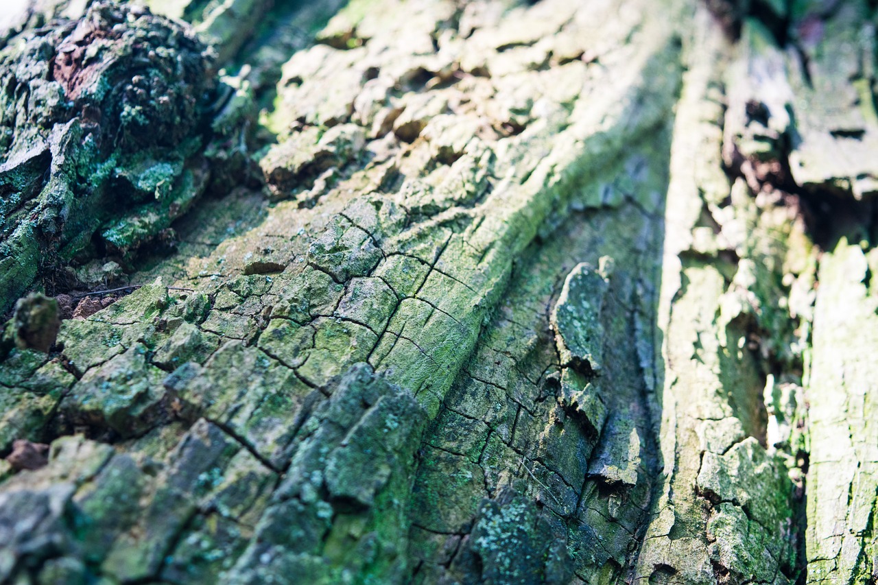 tree texture green free photo