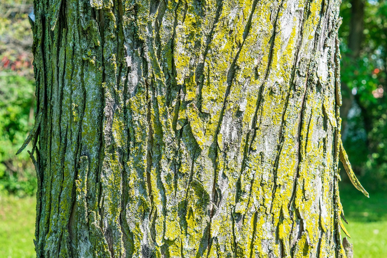 tree bark texture free photo