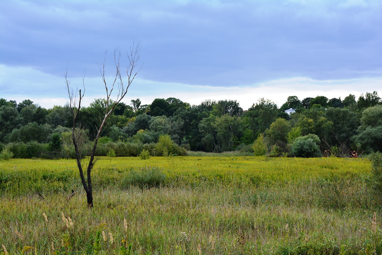 tree meadow lonely free photo