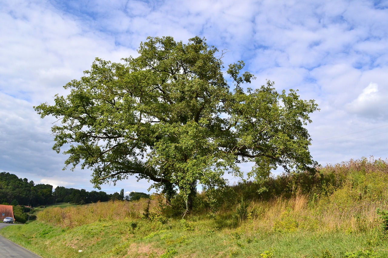tree oak nature free photo