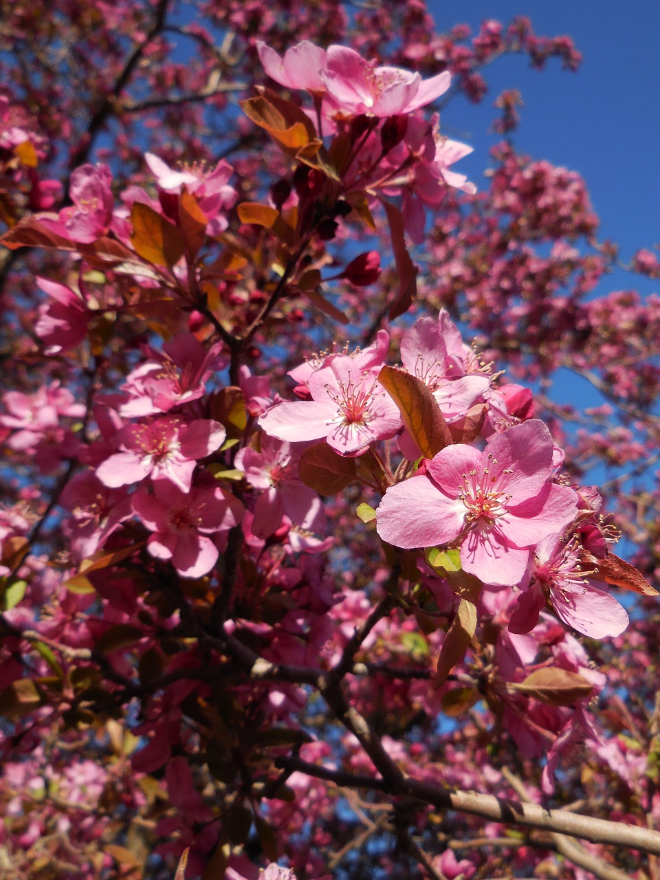 tree blooming crab apple free photo