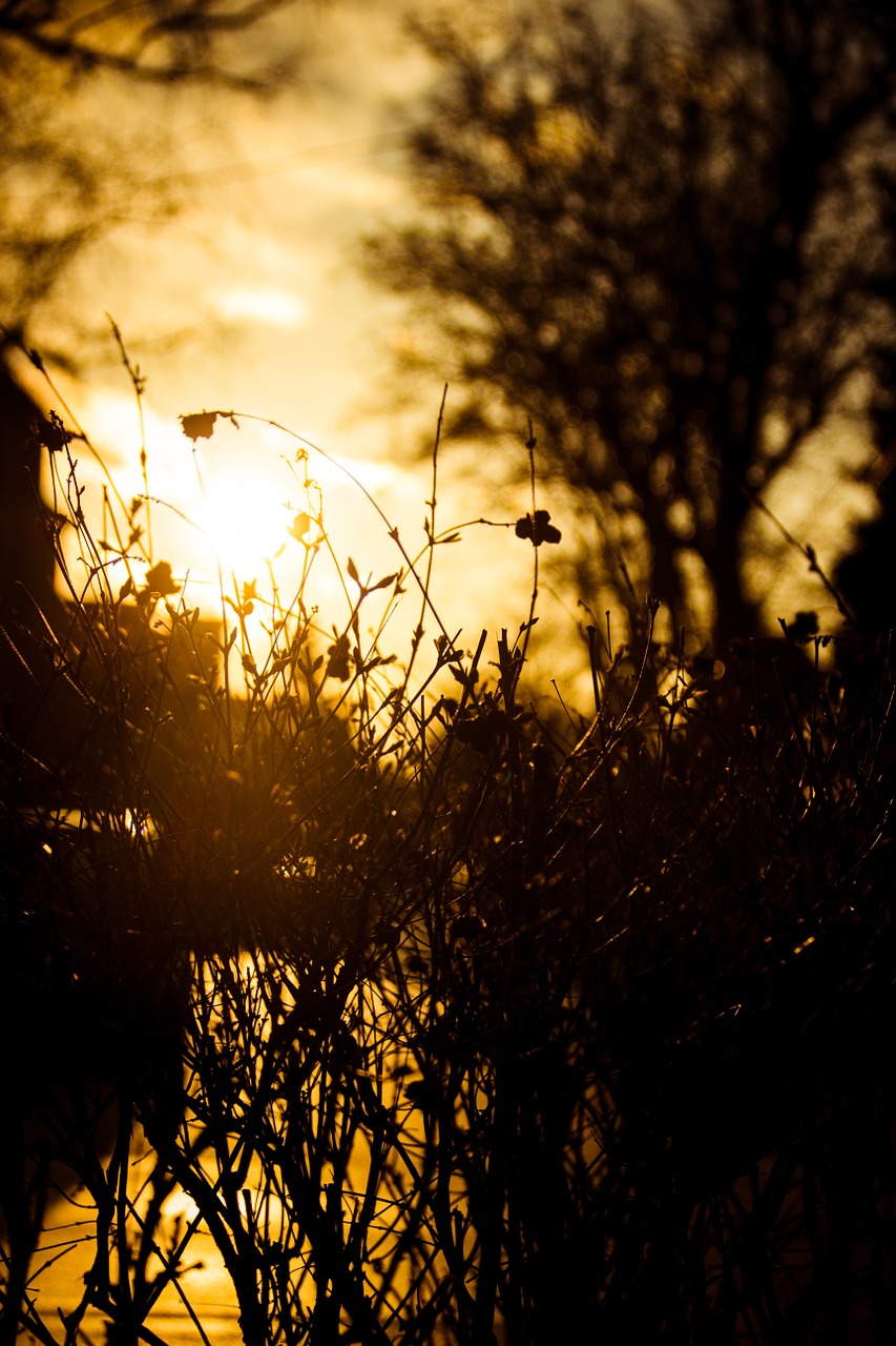 tree forest nature free photo