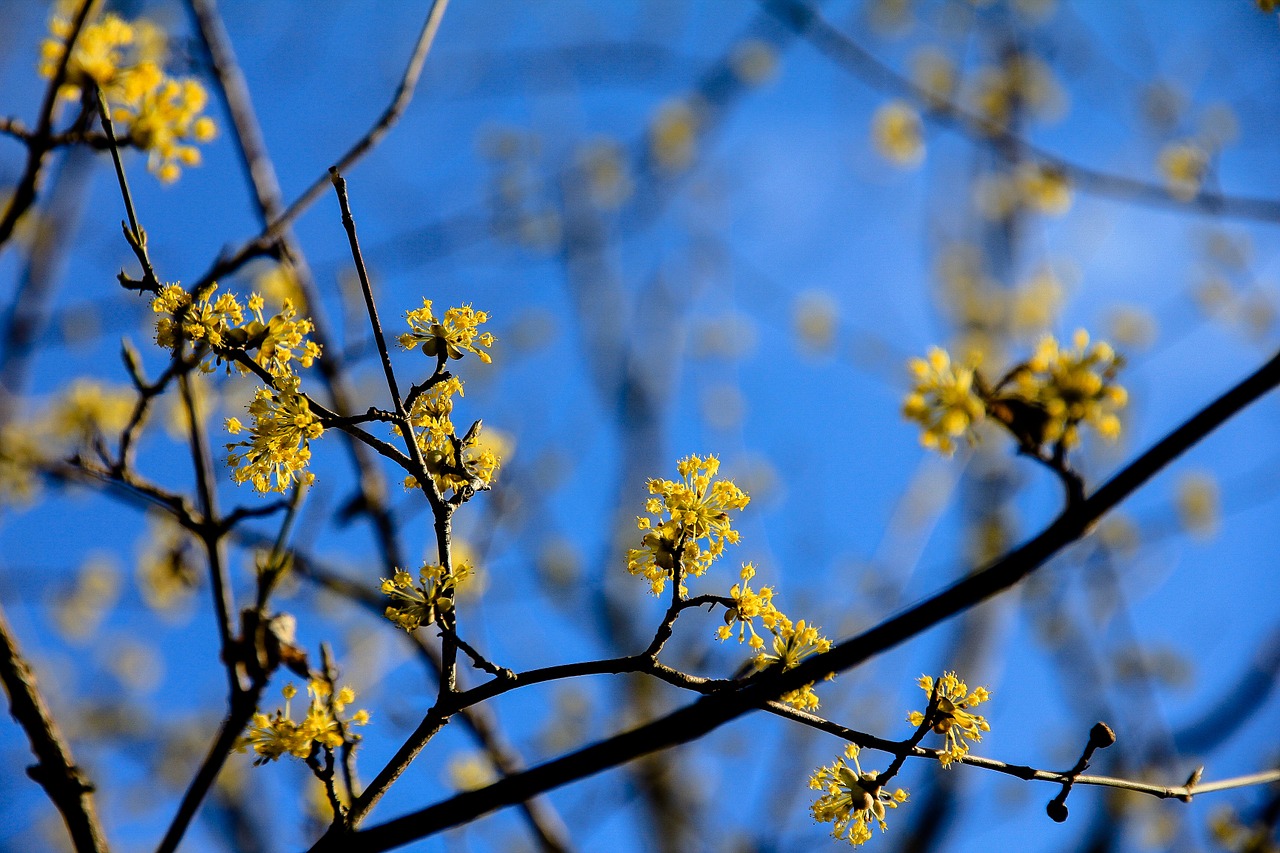 tree yellow flowers park free photo