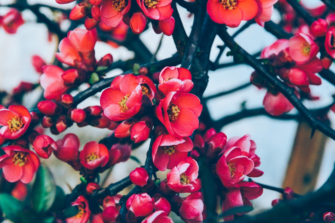 tree flowers red free photo