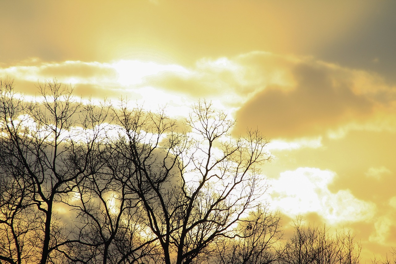 tree branches bare free photo