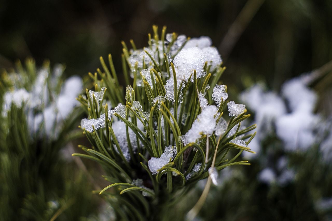 tree conifer winter free photo