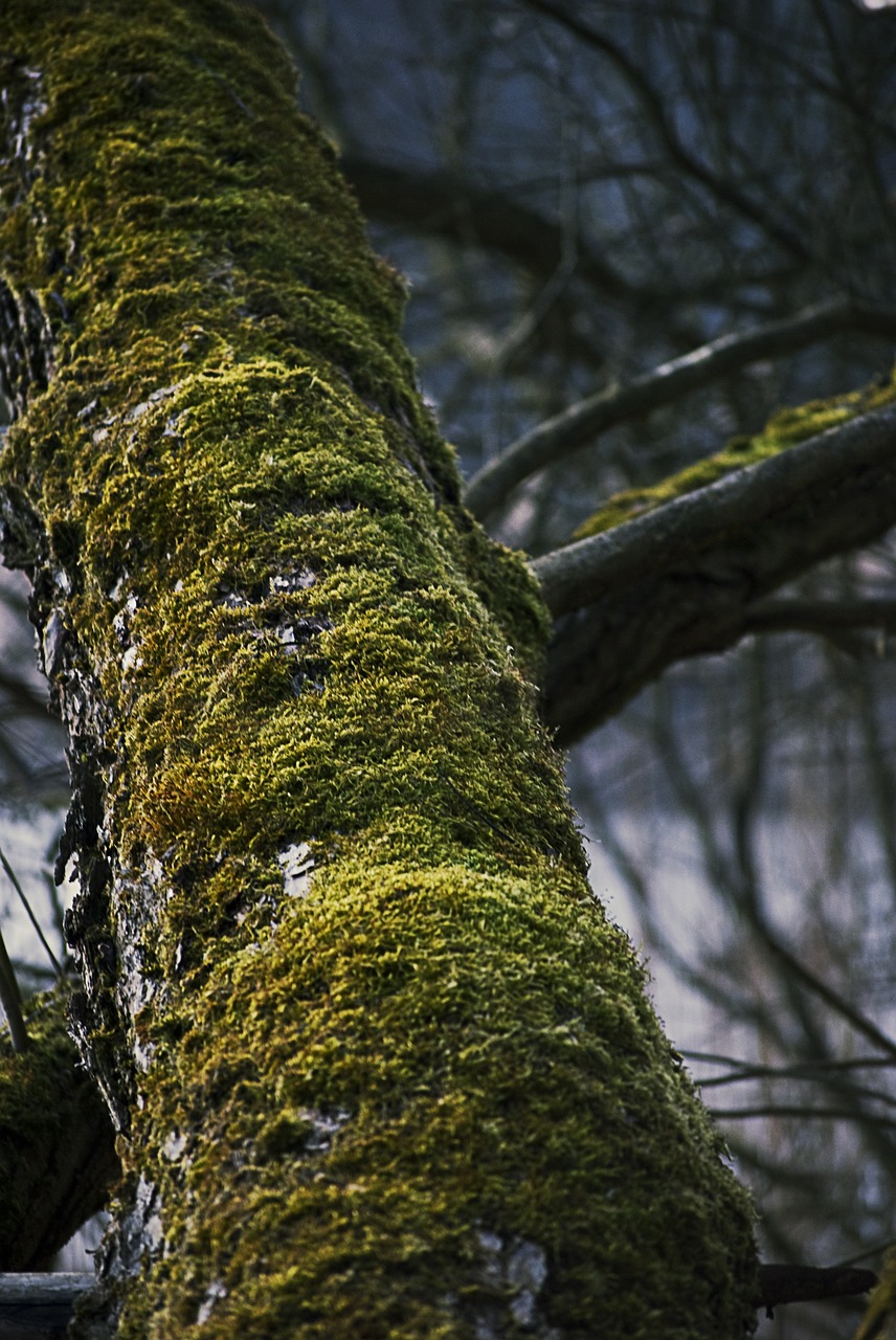 tree moss trunk free photo