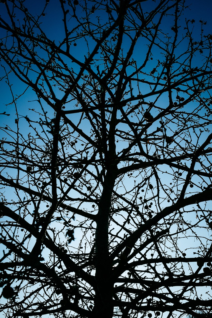 tree silhouette sky free photo