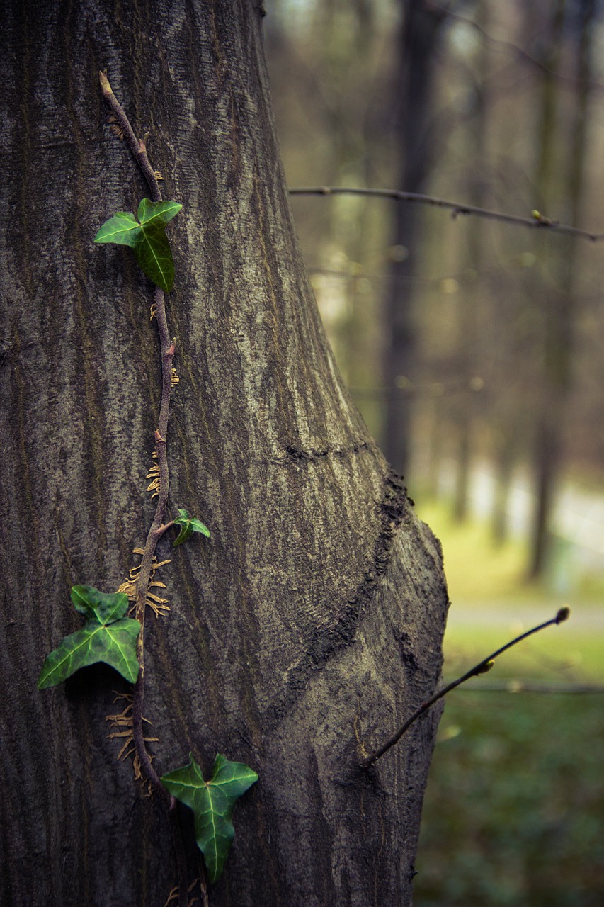 tree ivy creeper free photo