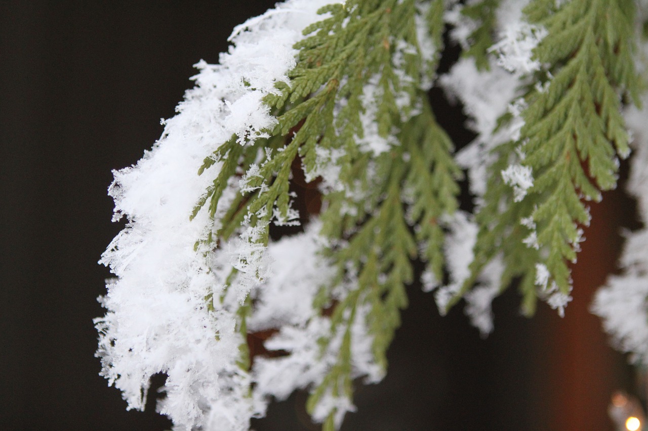 snowflake pine tree free photo