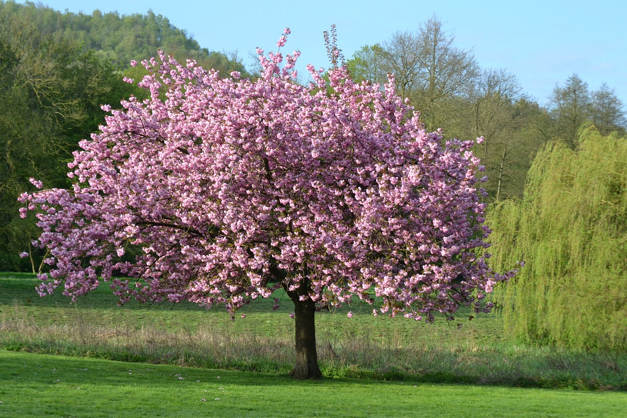 tree nature landscape free photo