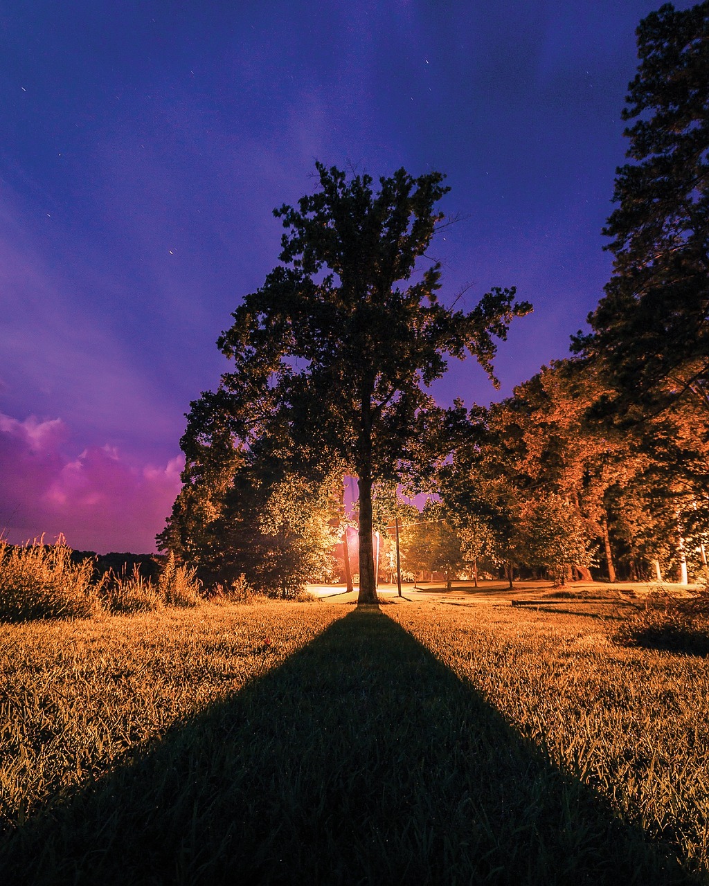 tree silhouette tree silhouette free photo