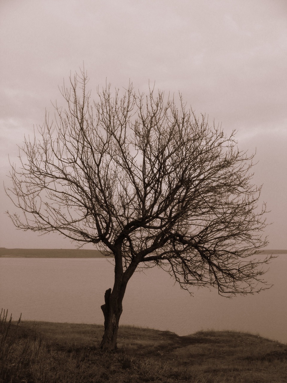 tree water wilderness free photo