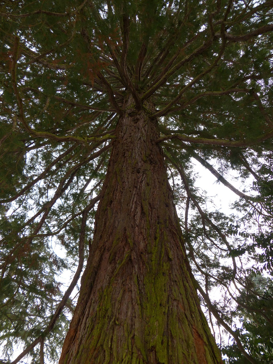 tree log fir free photo