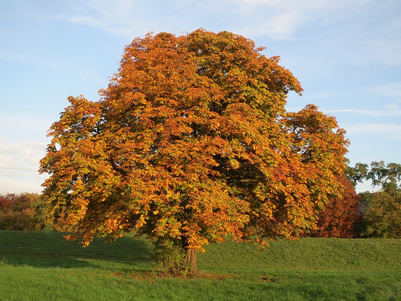 tree autumn fall free photo