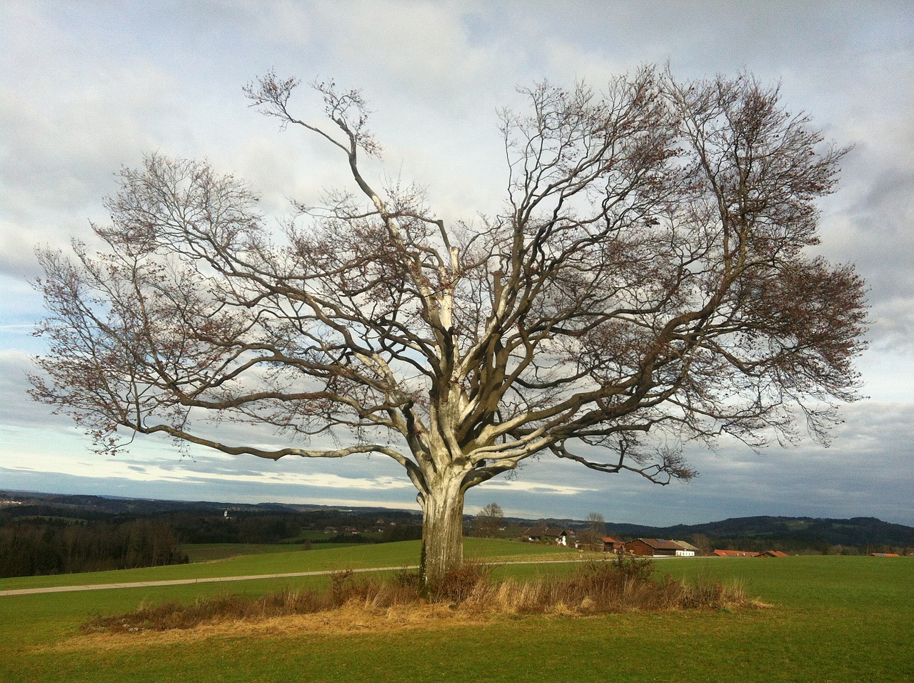 tree mood nature free photo