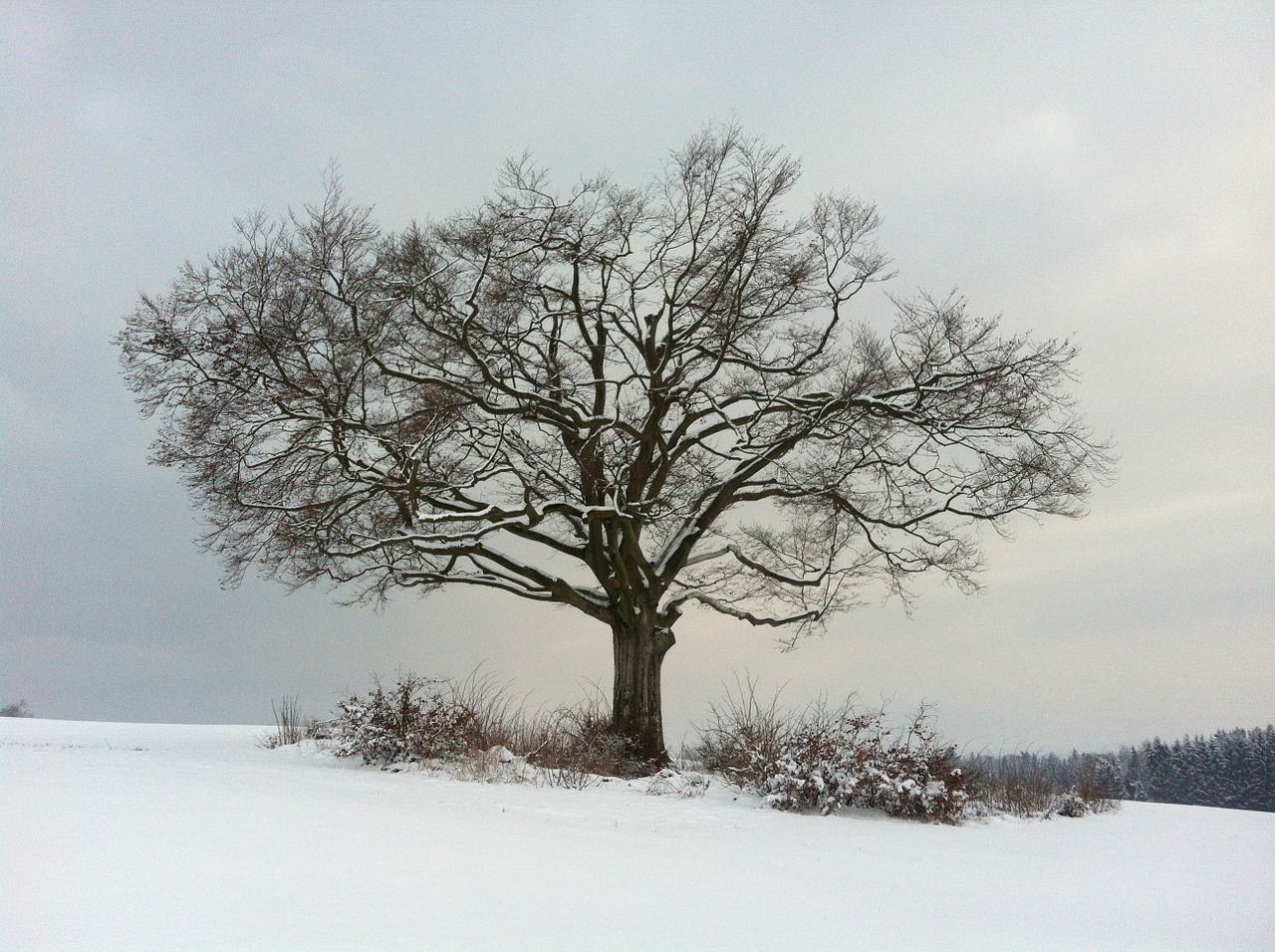 tree winter nature free photo