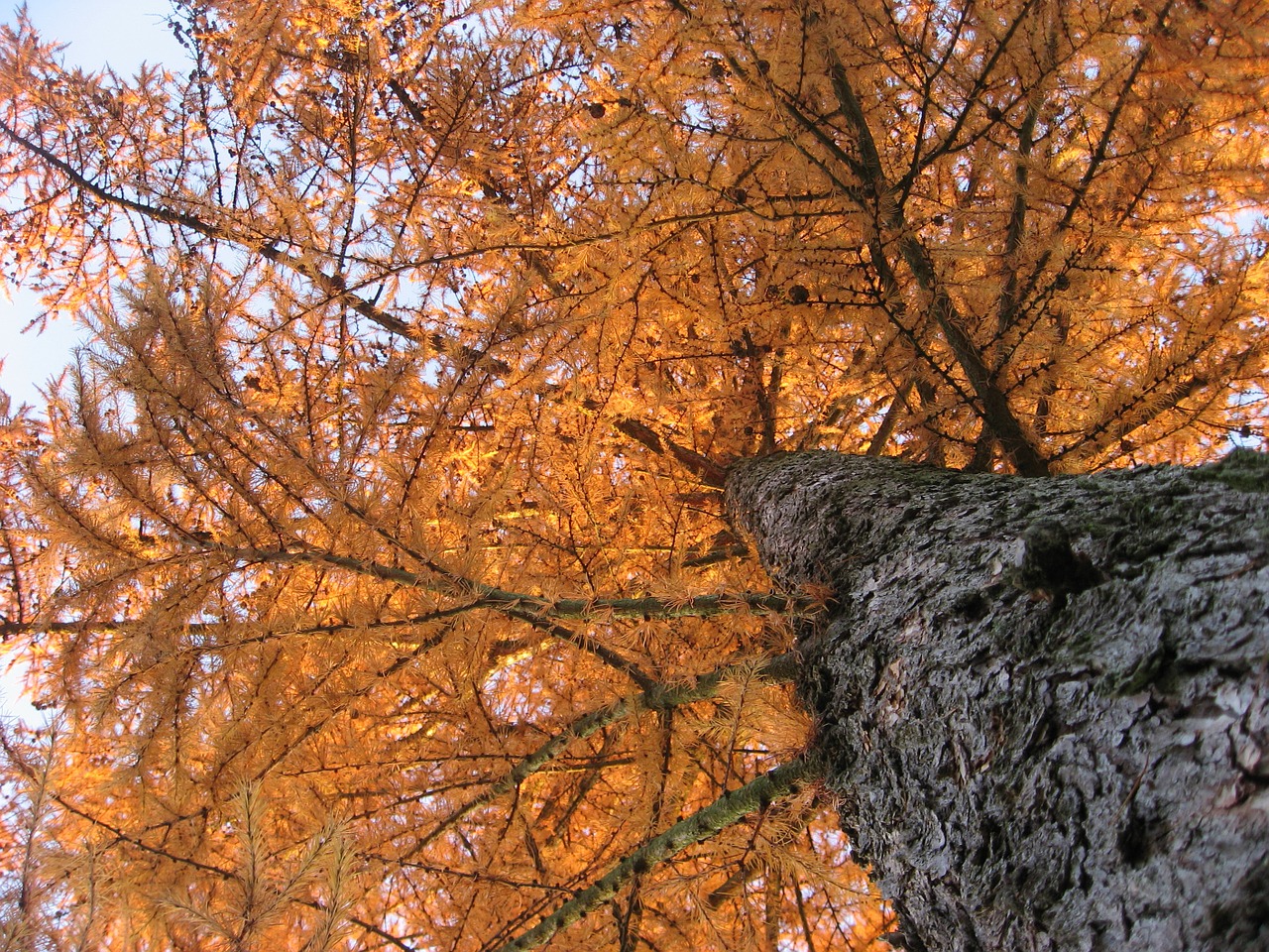 tree autumn orange free photo