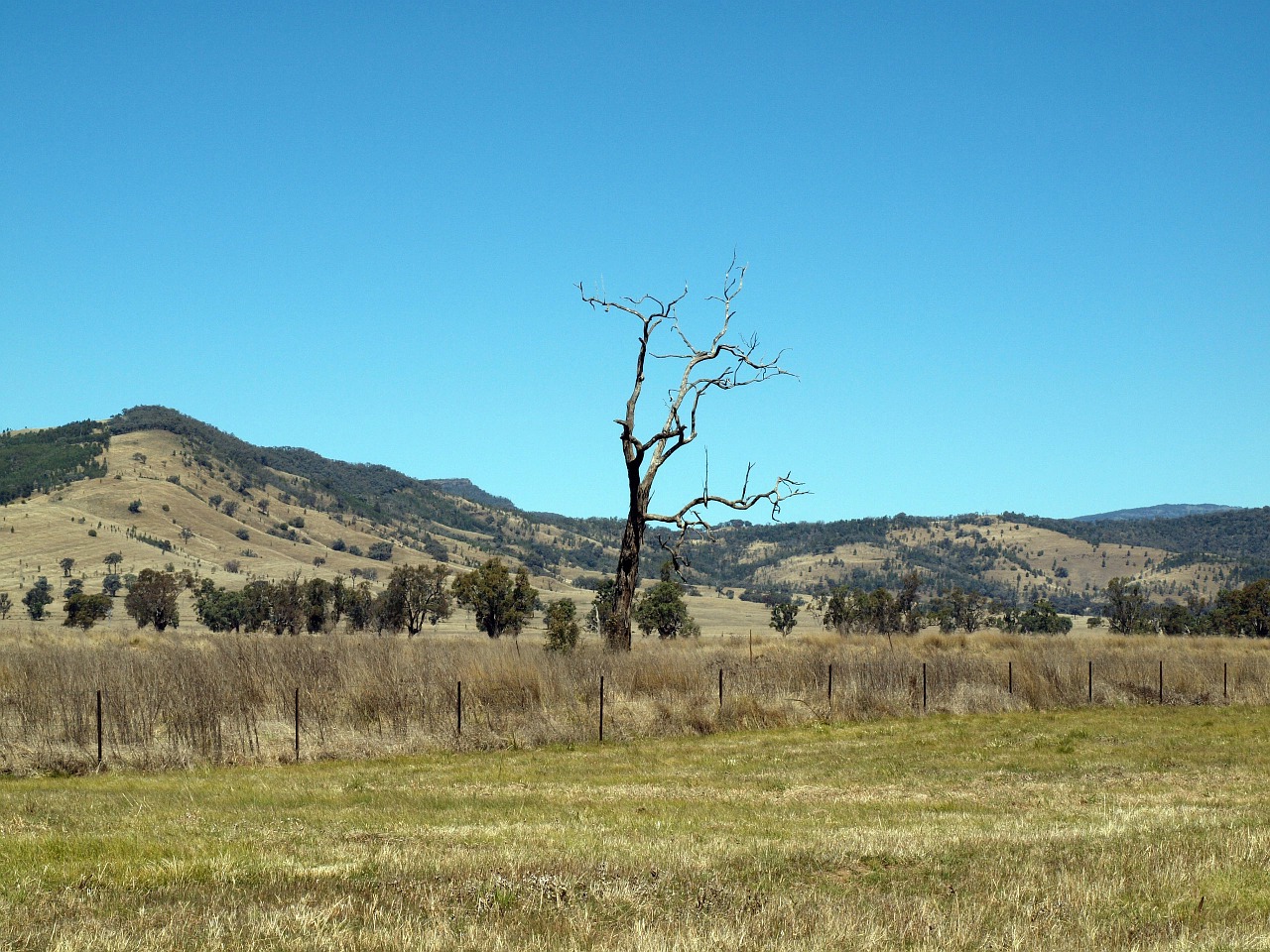 tree landscape nature free photo