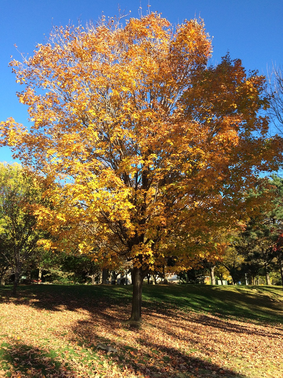 tree autumn yellow free photo