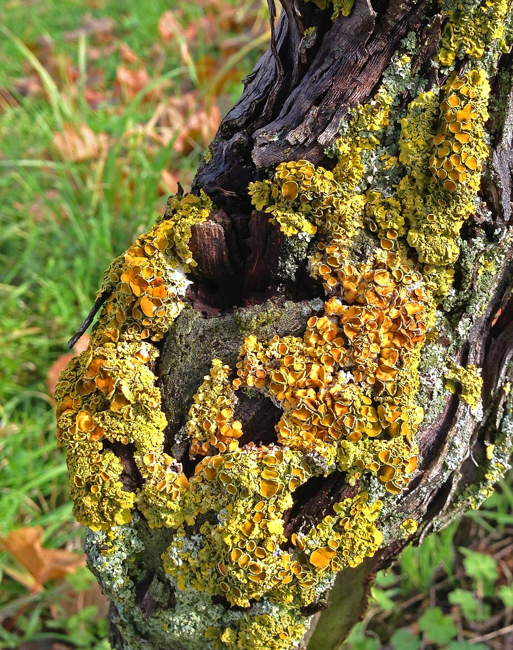 tree weave log free photo