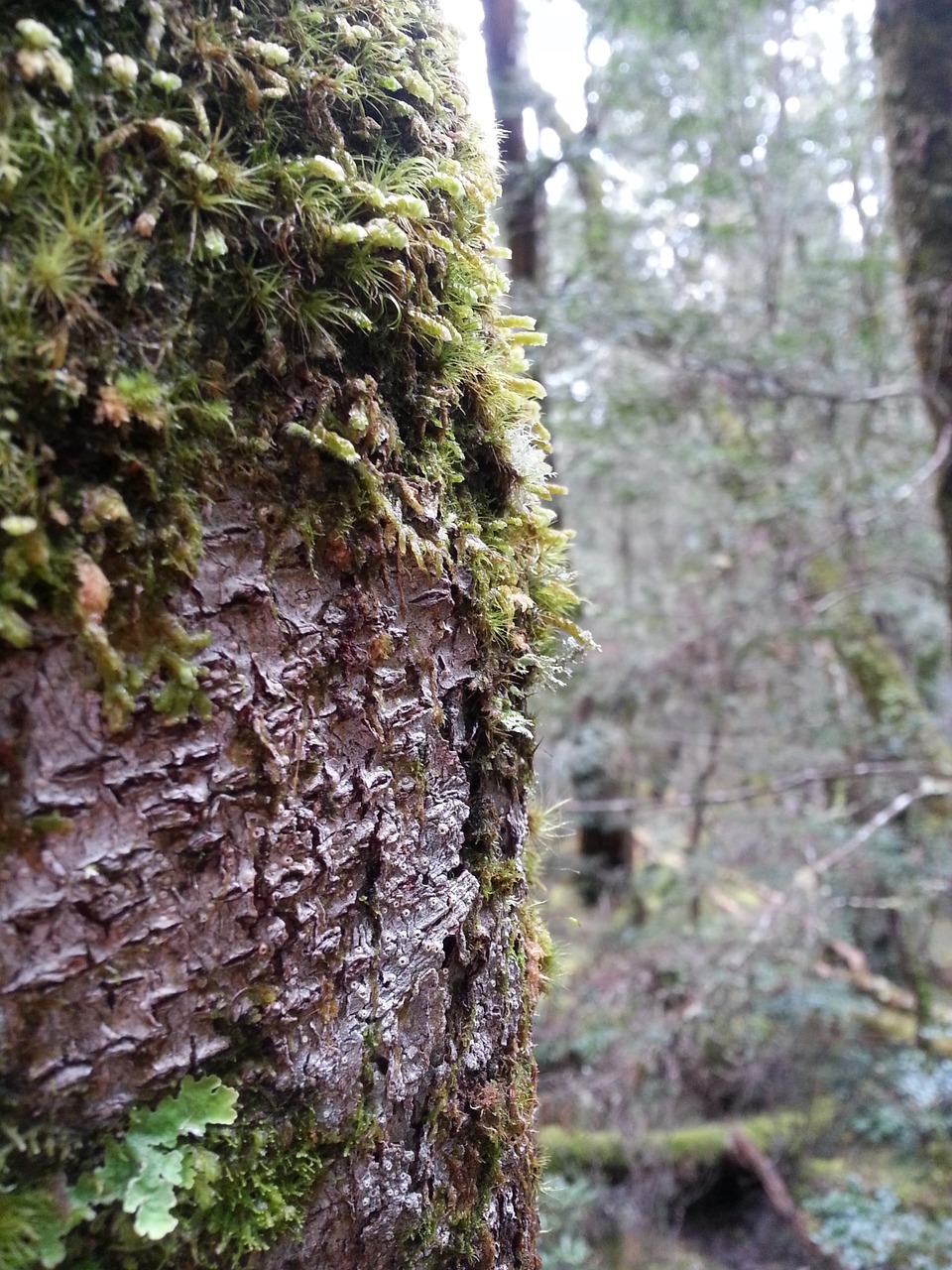 tree forest bush free photo