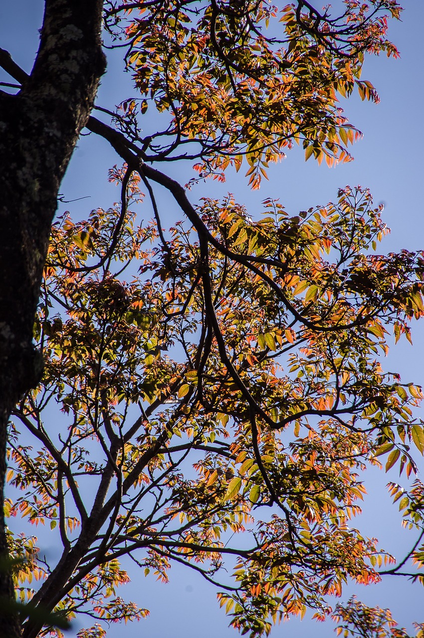 tree leaves sky free photo