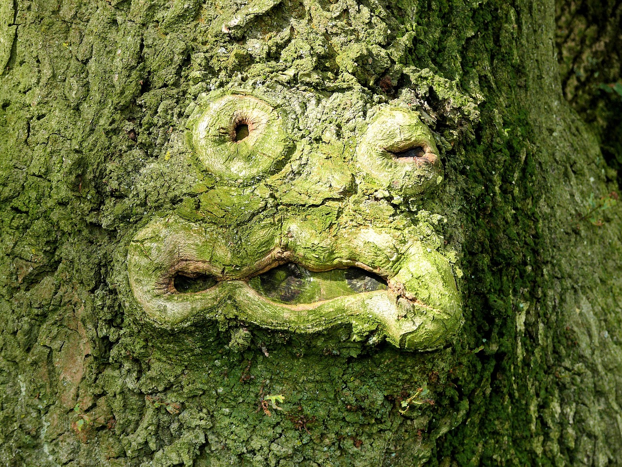 tree green face free photo