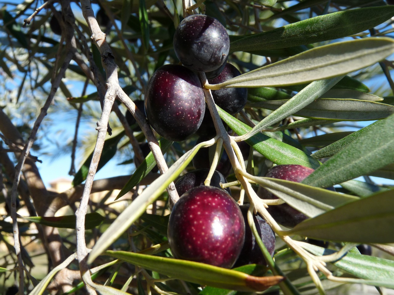 tree fruit olive free photo