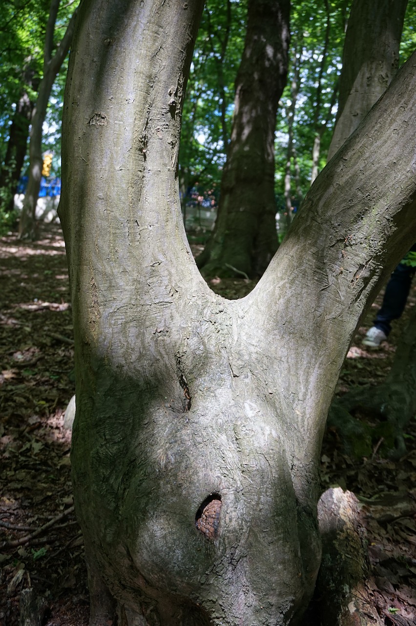 tree trunk v shape free photo