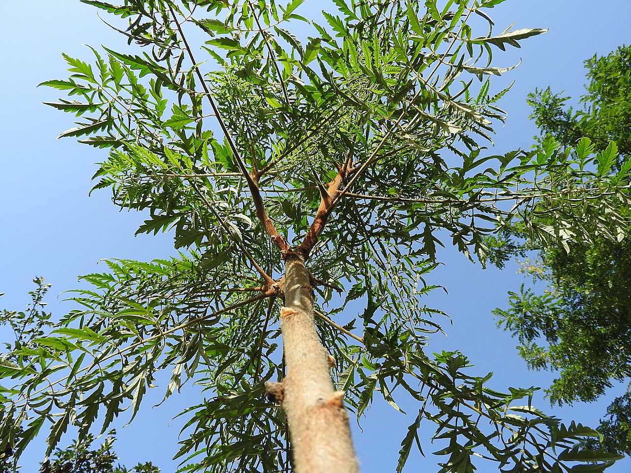 tree green plant leaves free photo