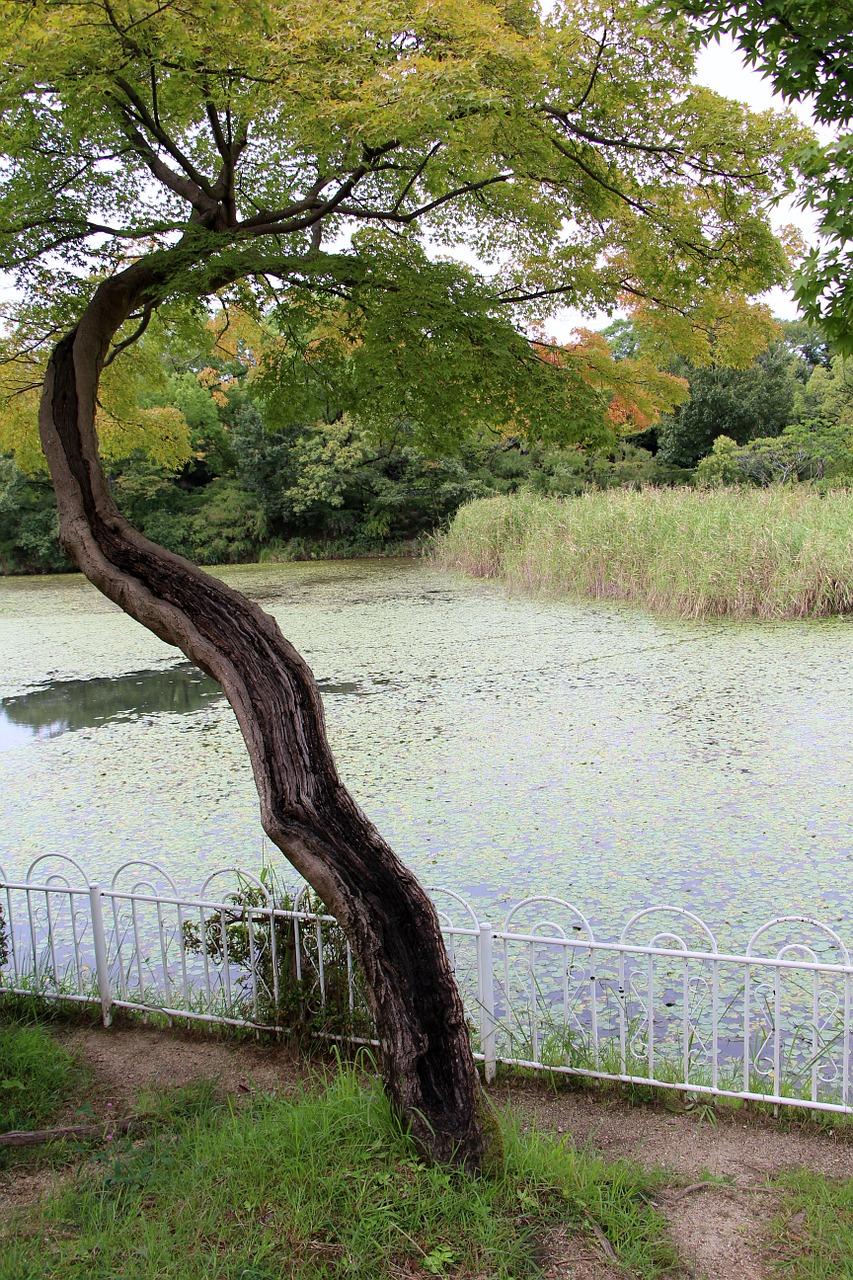 tree leaves nature free photo