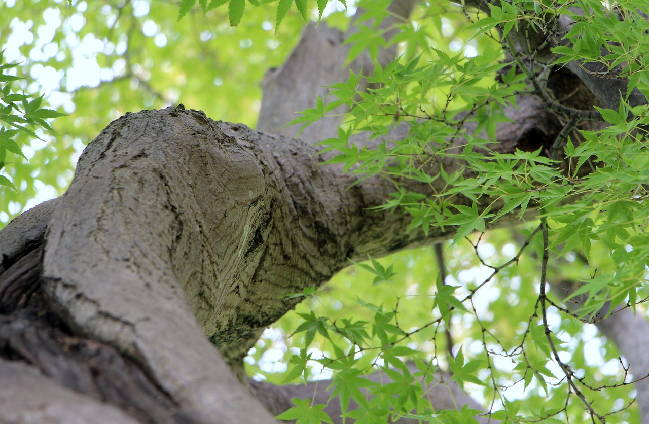 tree leaves nature free photo