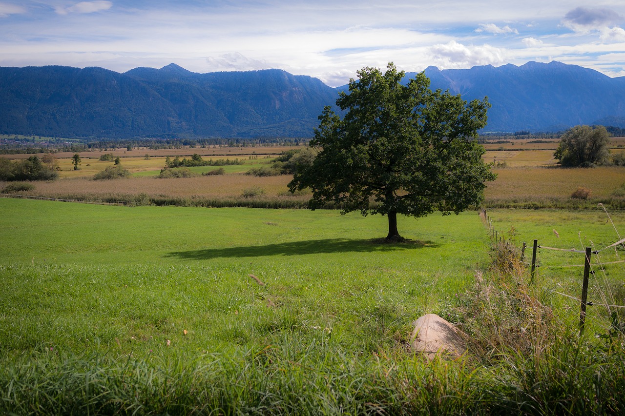 tree lonely moor free photo