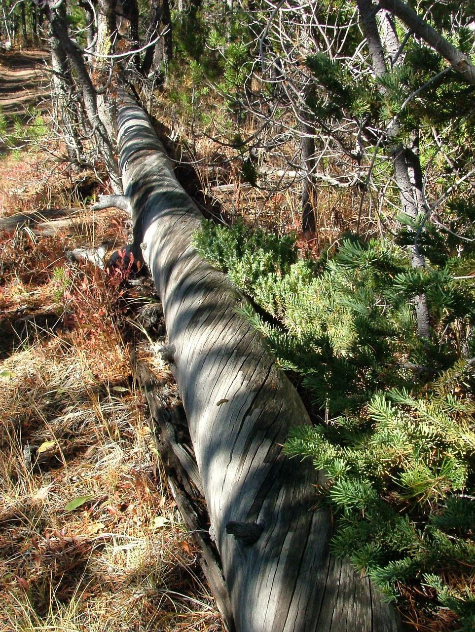 tree bark fell free photo