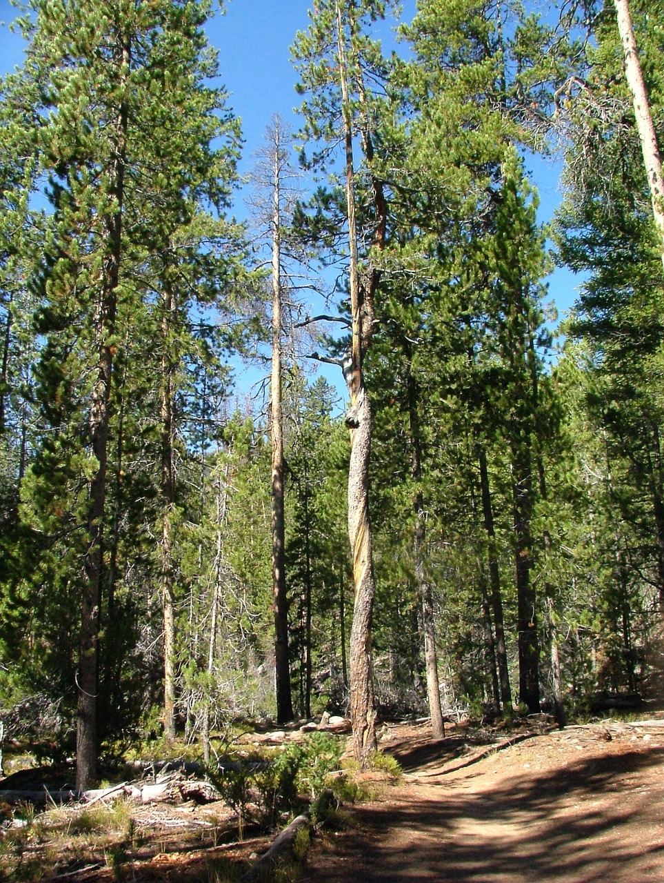 tree forest twisted free photo