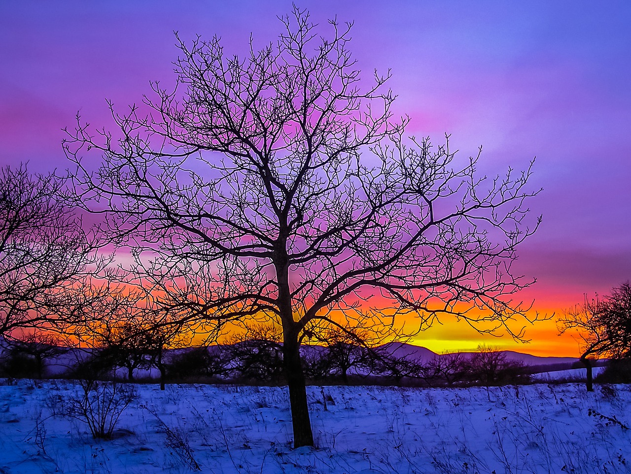 tree winter snow free photo