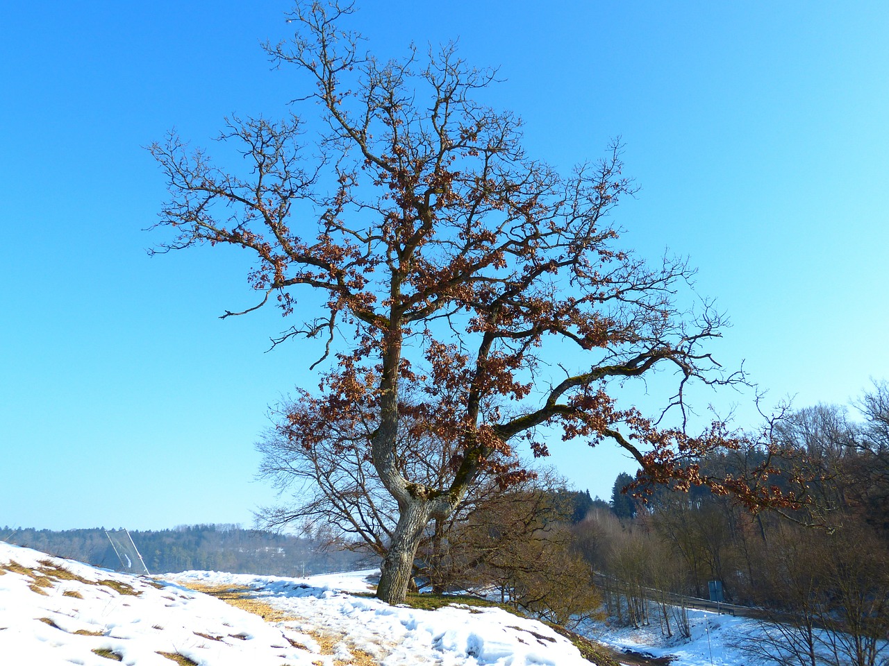 tree oak winter free photo