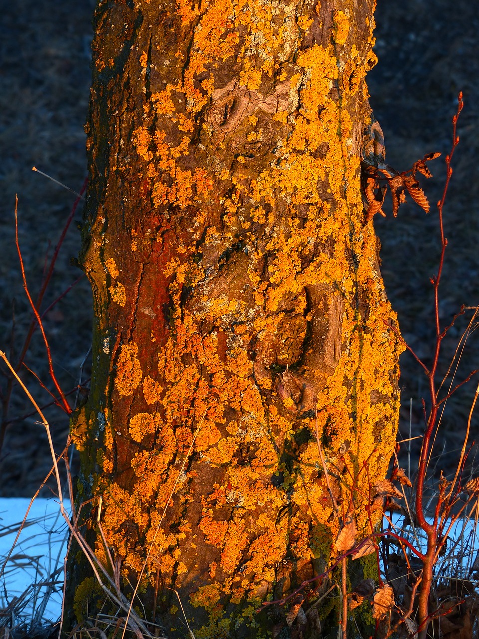 tree log weave free photo