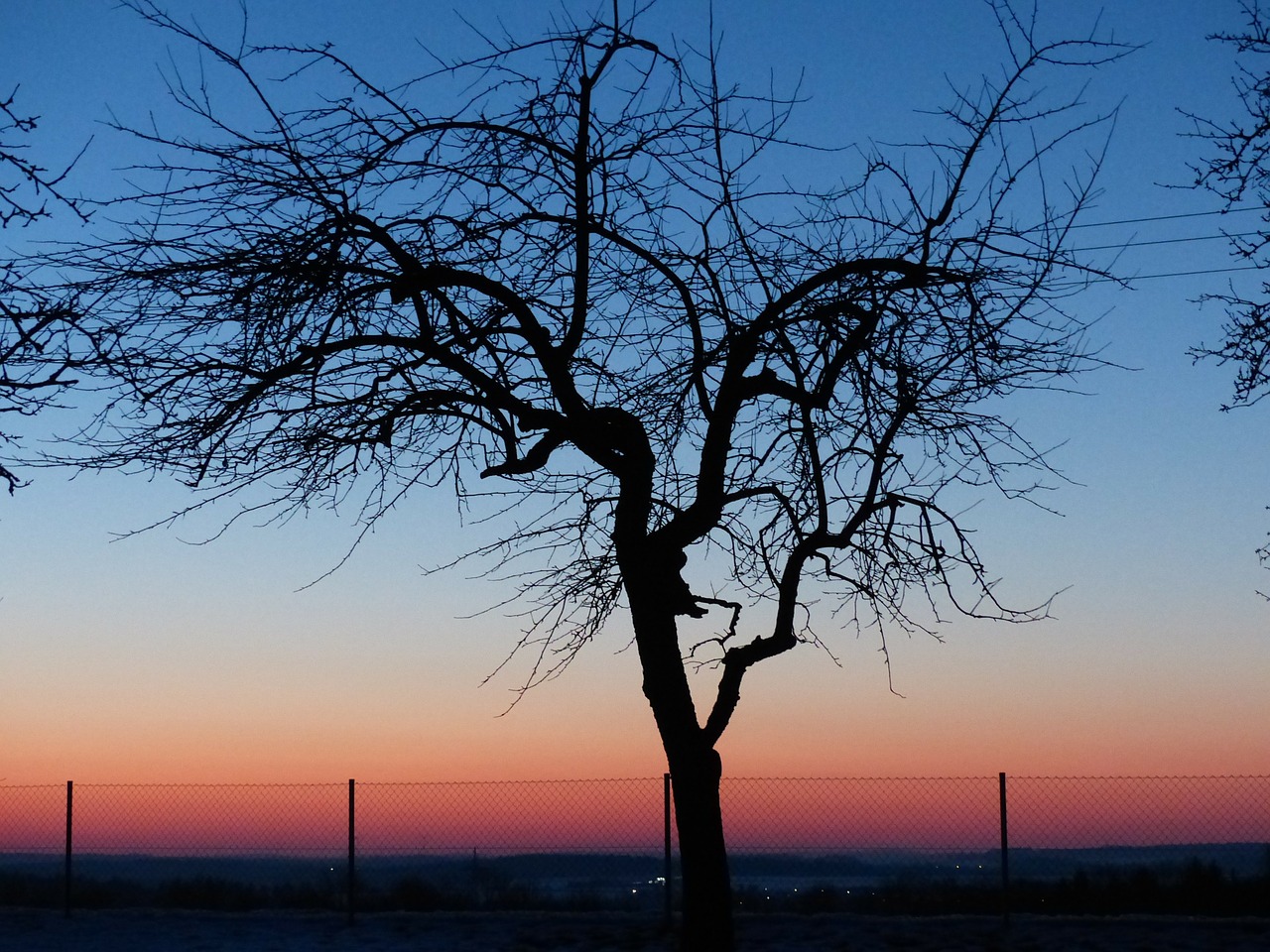 tree apple tree sunset free photo