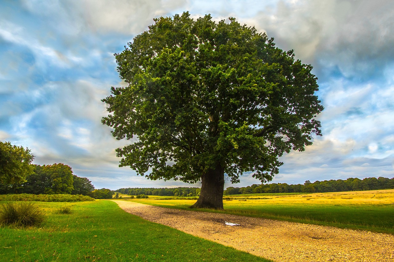 tree park nature free photo