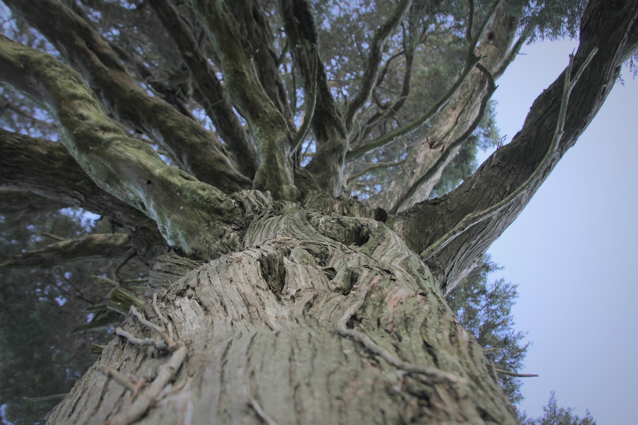 tree nature beautiful free photo