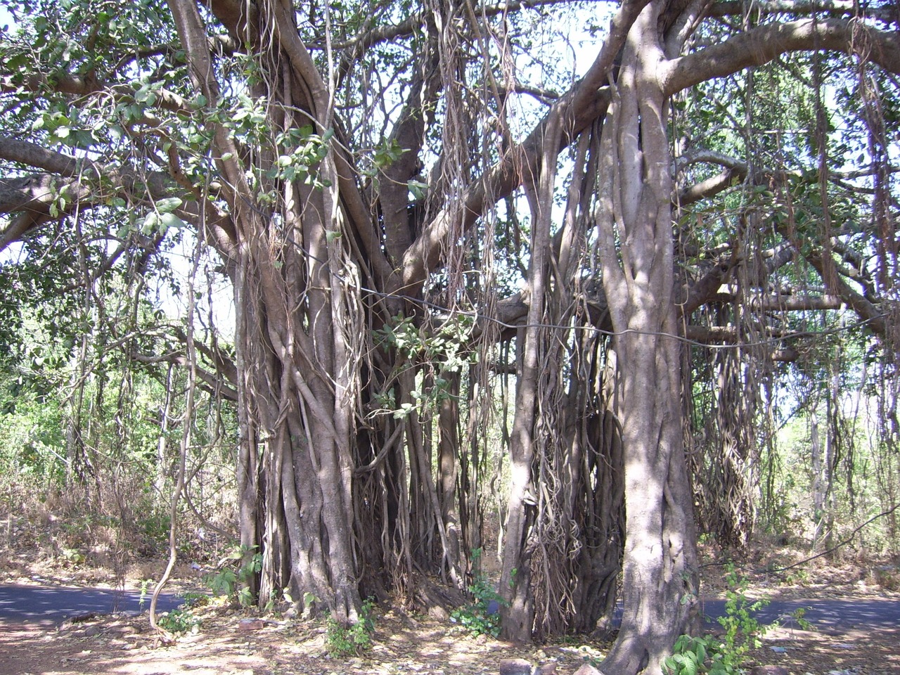 tree plant india free photo