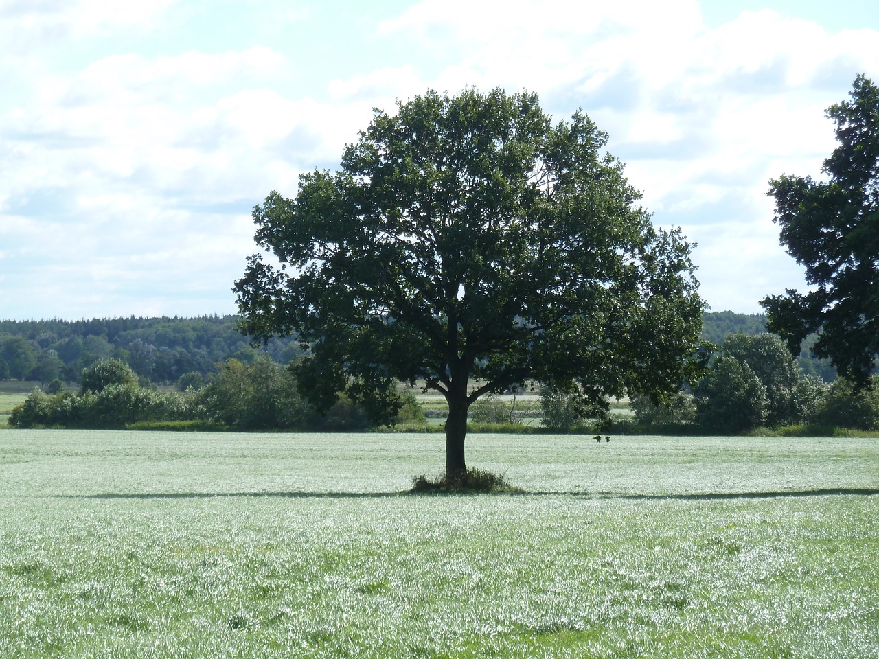 tree oak field free photo