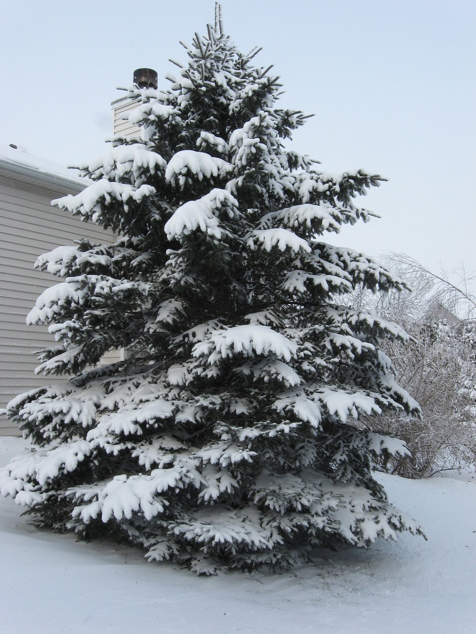 tree pine snow free photo