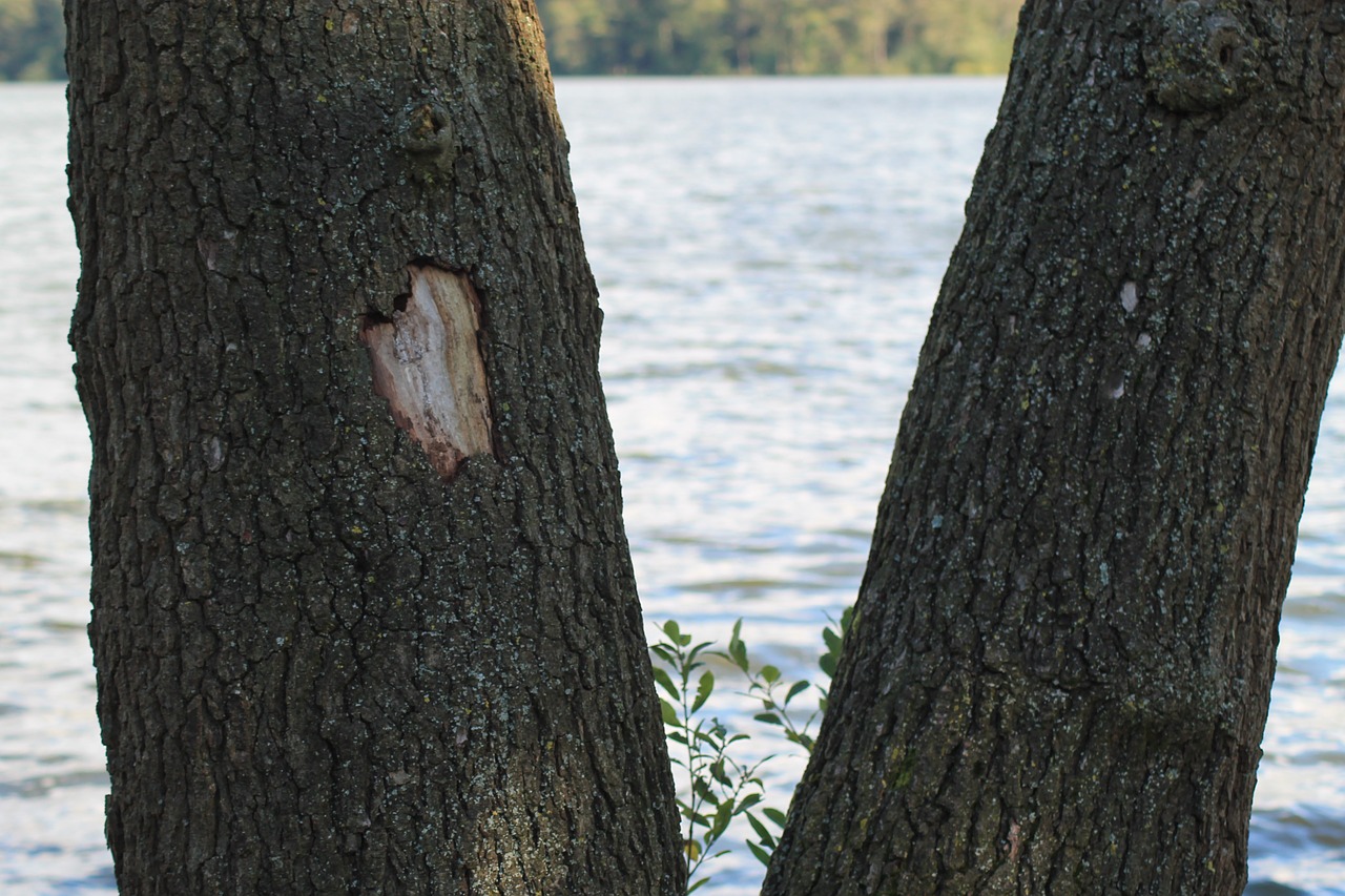 tree nature idyll free photo