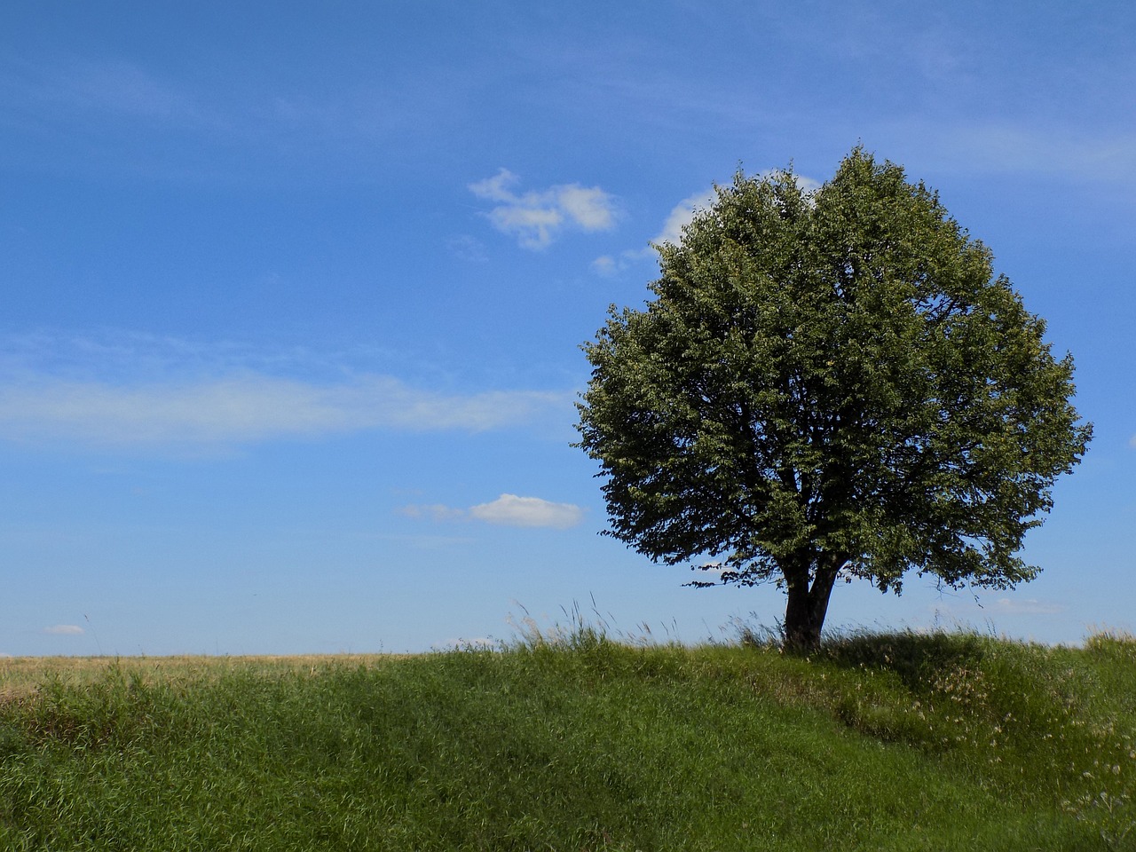 tree nature plant free photo