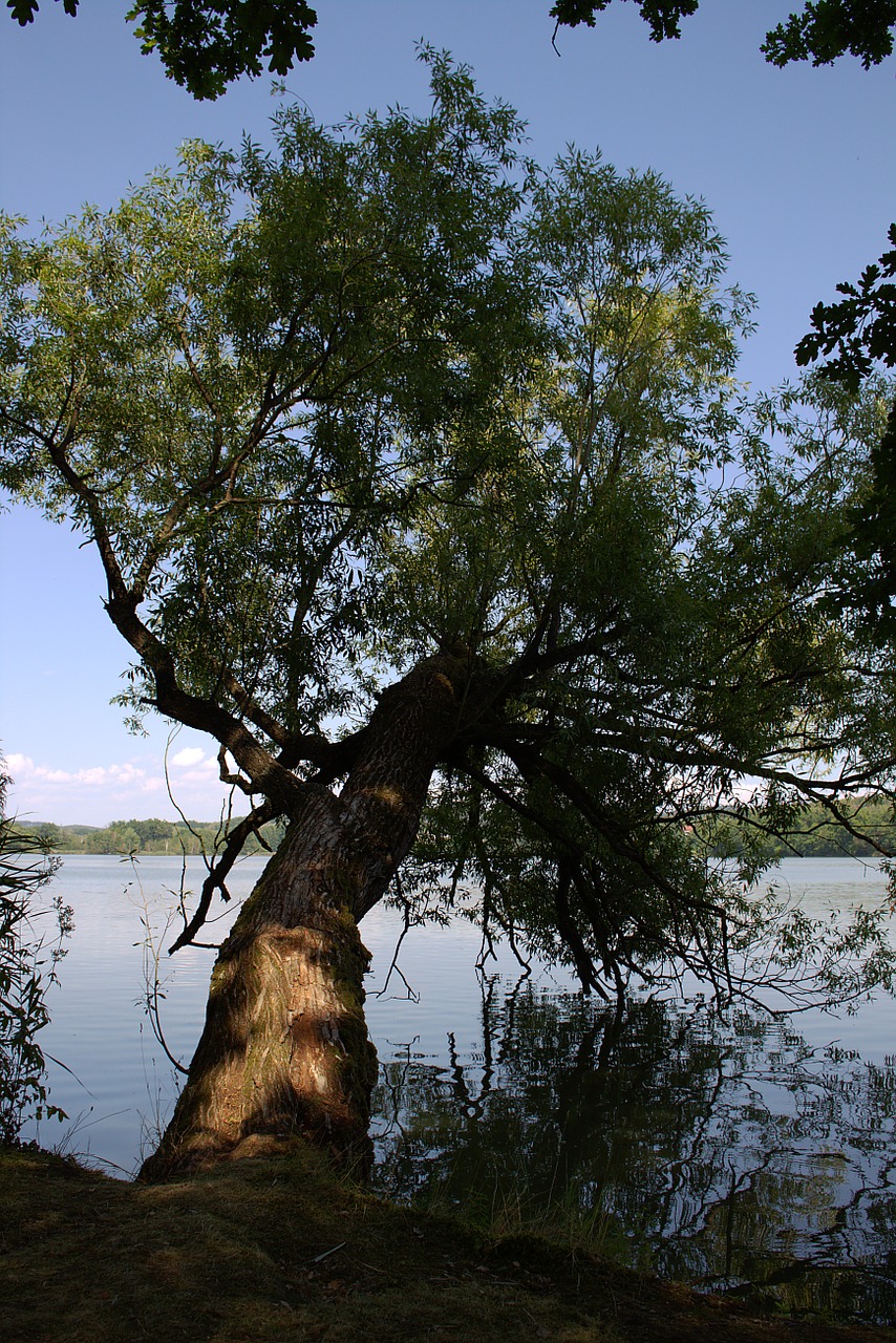 tree pasture perspective free photo